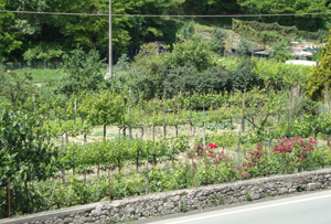 Asciano (Si): vigne e orti realizzati in prossimità delle mura medioevali