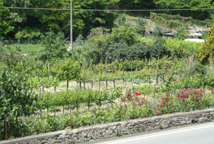 Asciano (Si): vigne e orti realizzati in prossimit delle mura medioevali