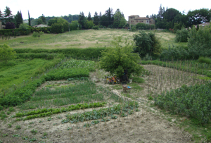 Asciano (Si): vigne e orti realizzati in prossimità delle mura medioevali
