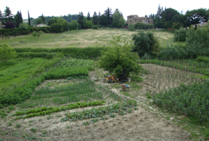 Asciano (Si): vigne e orti realizzati in prossimit delle mura medioevali