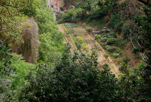 Siena: orti e vigne a ridosso della chiesa di Santa Caterina