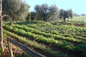 Olivi e ortaggi