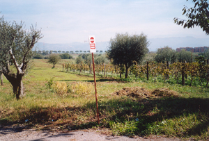 Uliveti e vigneti a Castelverde
