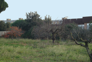 Orti abbandonati