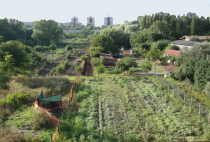 Roma: orti produttivi al Collatino